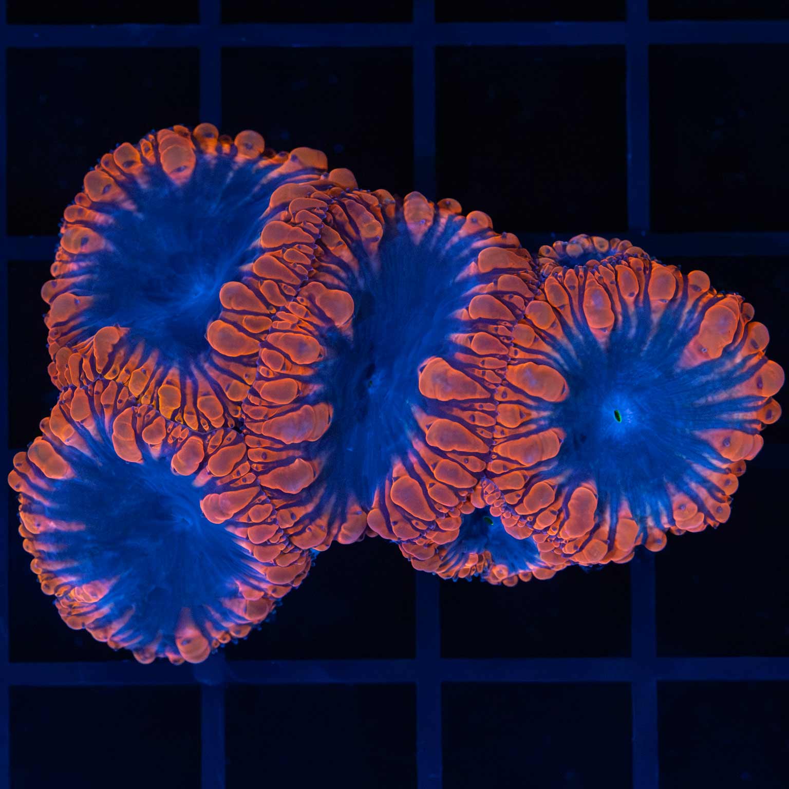 Midnight Blue Blastomussa Colony 2.25"