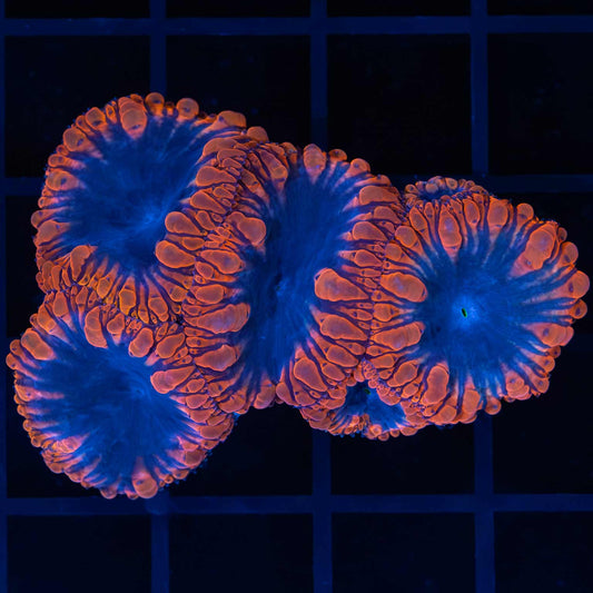 Midnight Blue Blastomussa Colony 2.25"