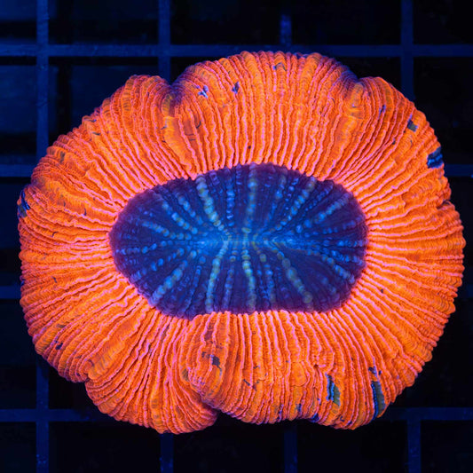 Red and Midnight Blue Trachyphyllia