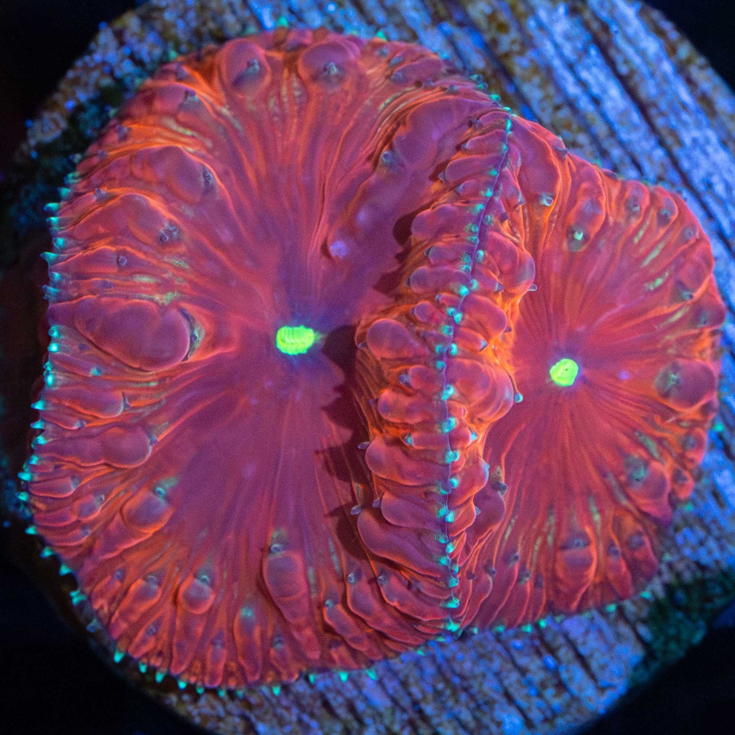 Red Blasto Coral