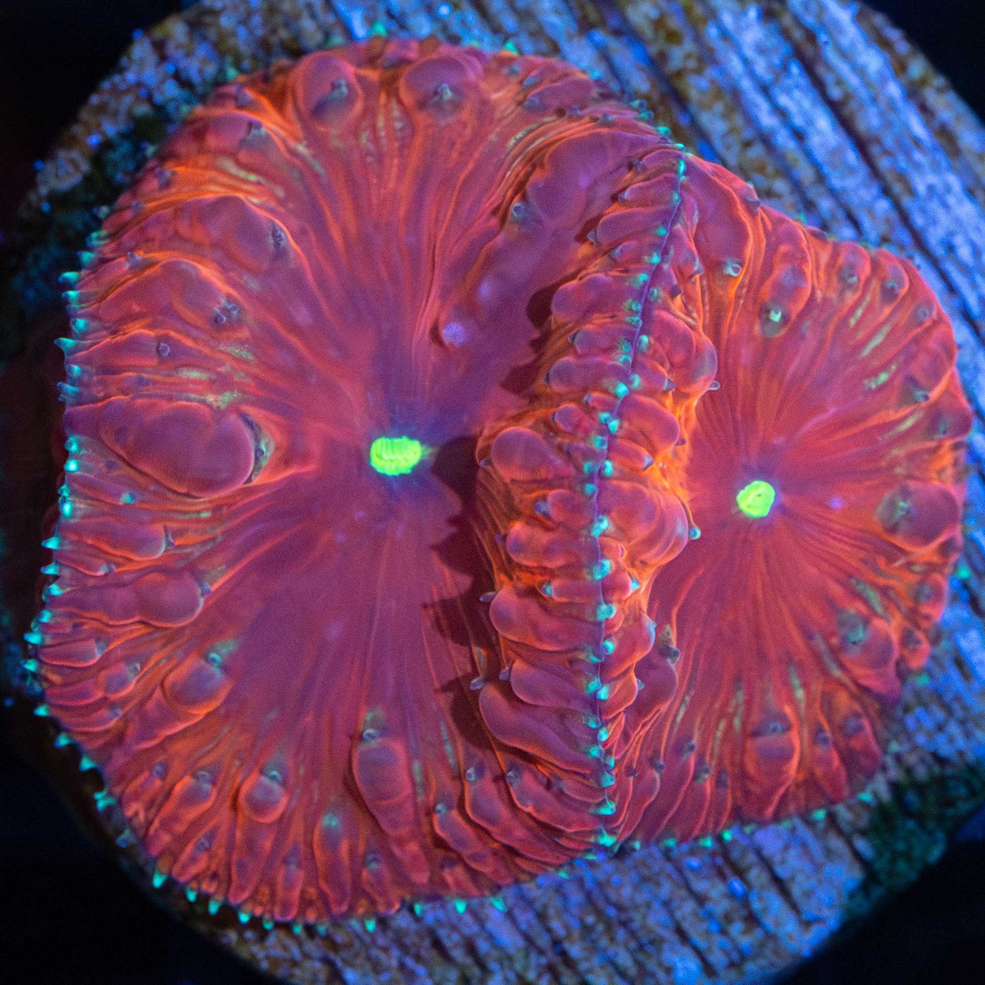 Red Blasto Coral