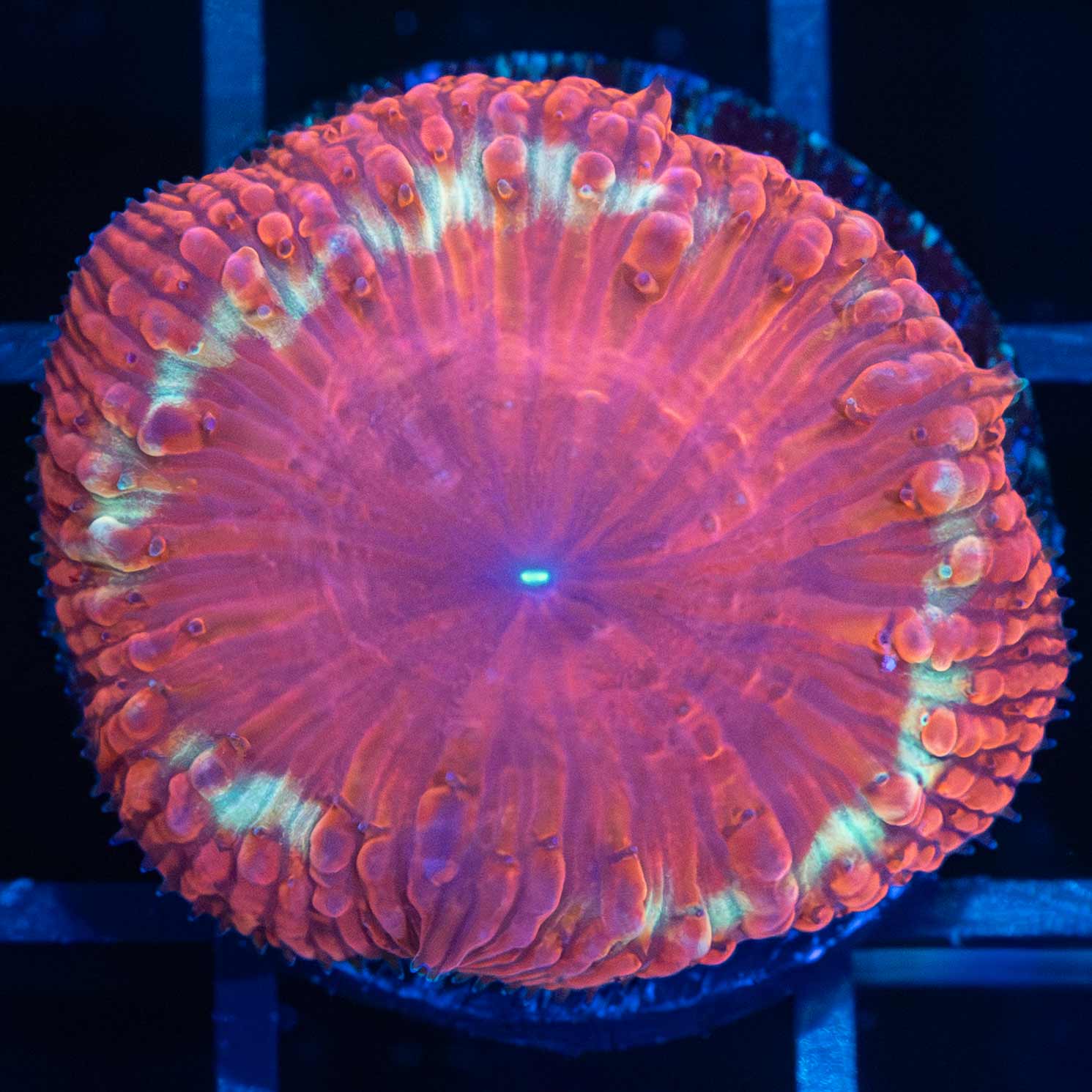 Red and Gold Blasto Vivida (Rare)