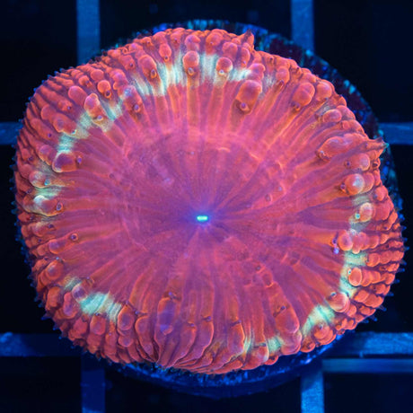 Red and Gold Blasto Vivida (Rare)