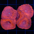 red blastomussa colony