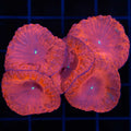 Blasto Colony