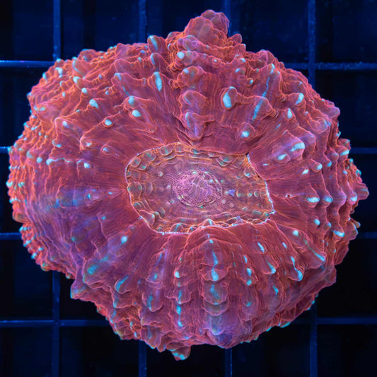 Red Speckled Acanthophyllia