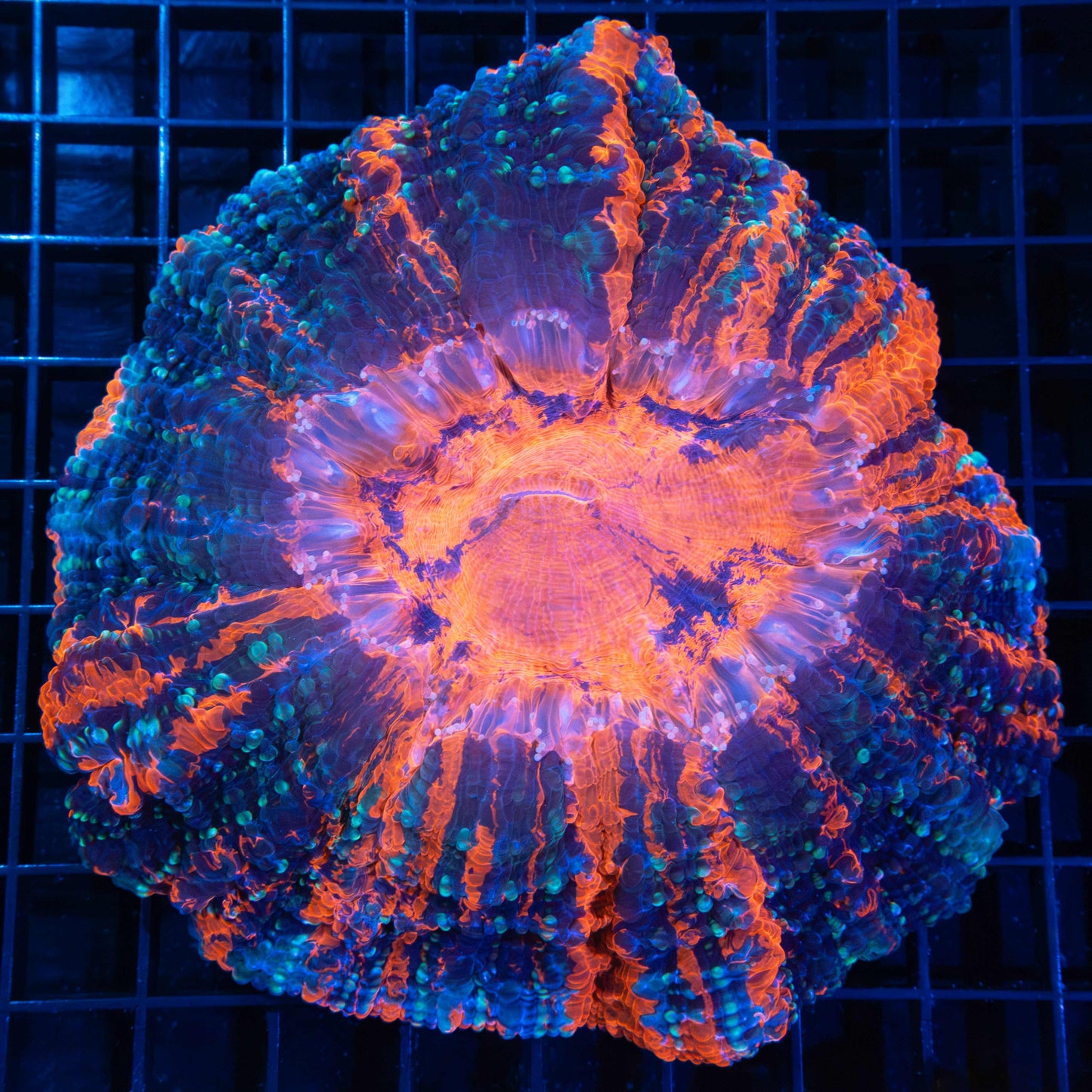 Red and Blue Bumps Acanthophyllia Coral 5.25"