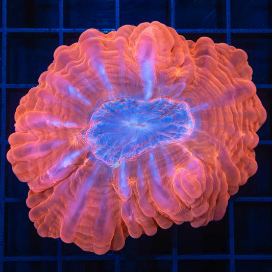 red blue center cynarina