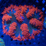 Red Green Blue Rock Flower Large