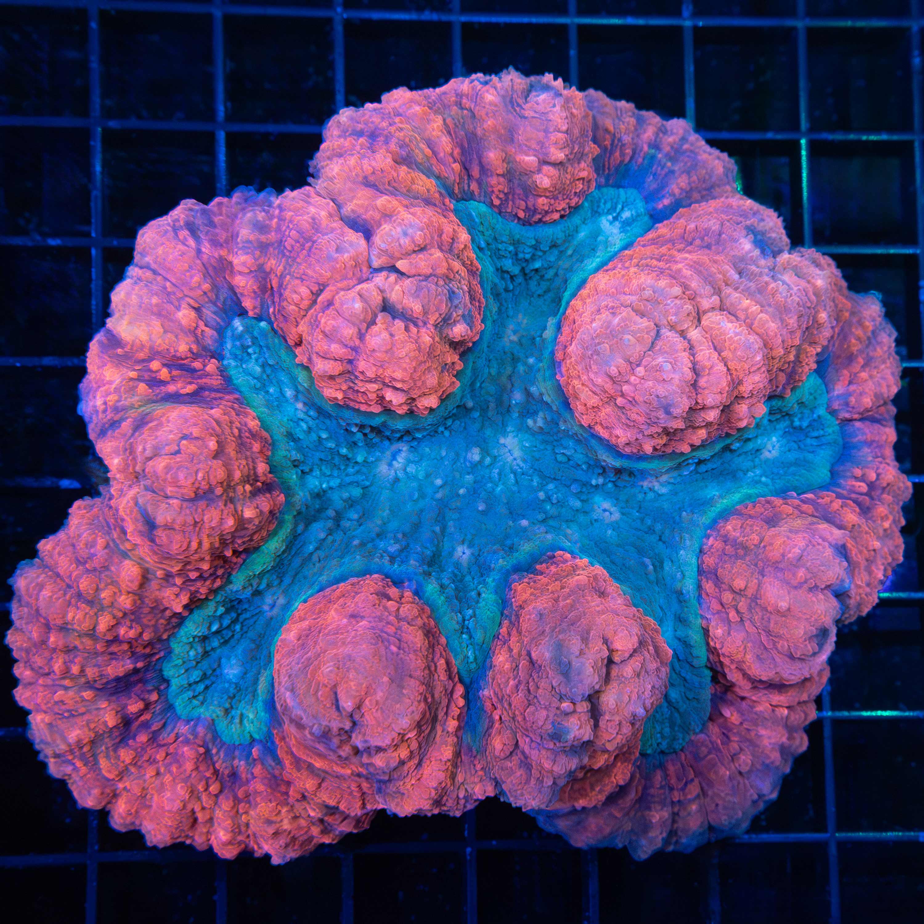 Red and Blue Symphyllia 4.75