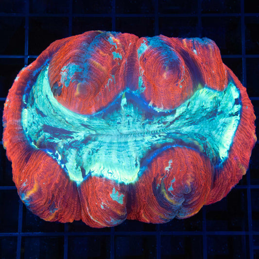 Red Blue Trachyphyllia 3.75"