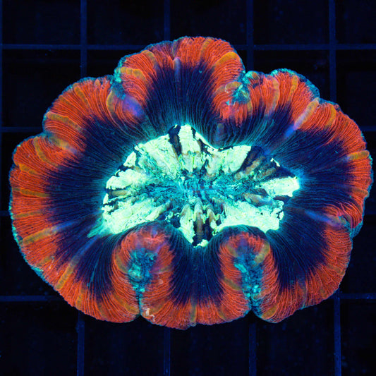 4 Color Trachyphyllia (Brain Coral) 2.75"
