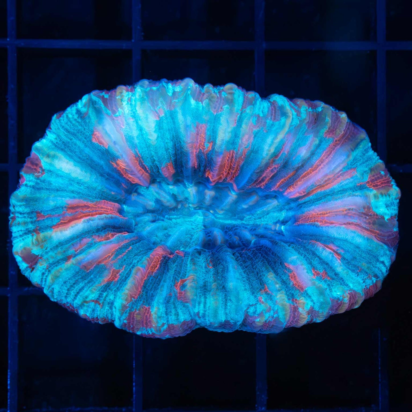 Red Blue Purple Trachyphyllia