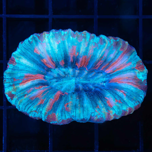 Red Blue Purple Trachyphyllia