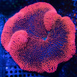 Red Carpet Anenome