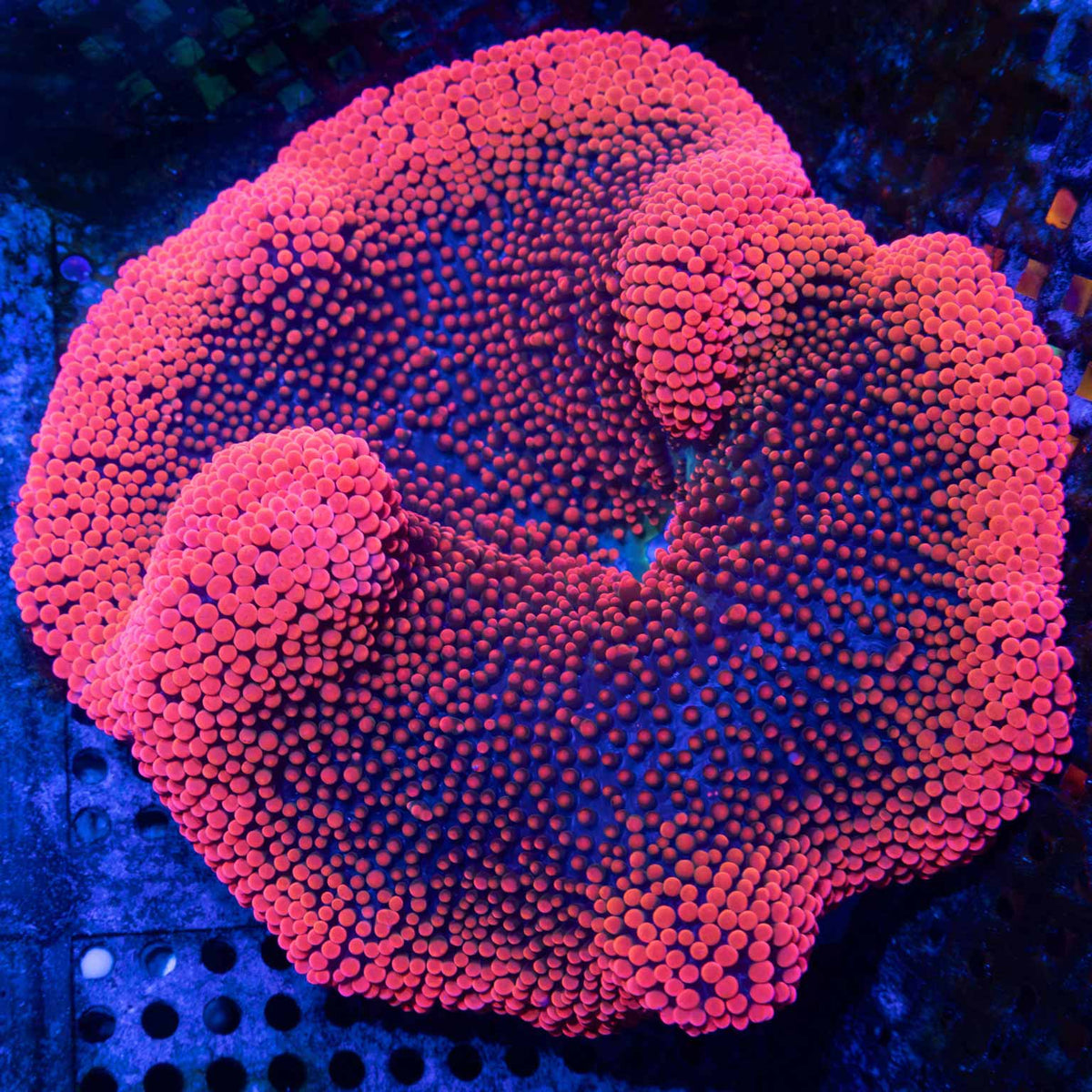 Red Carpet Anenome