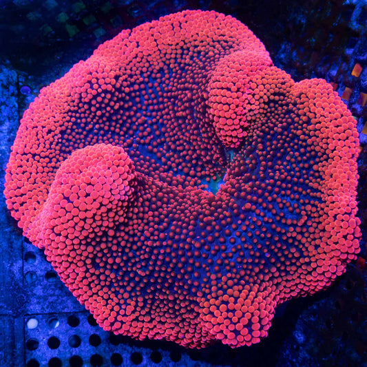Red Carpet Anenome