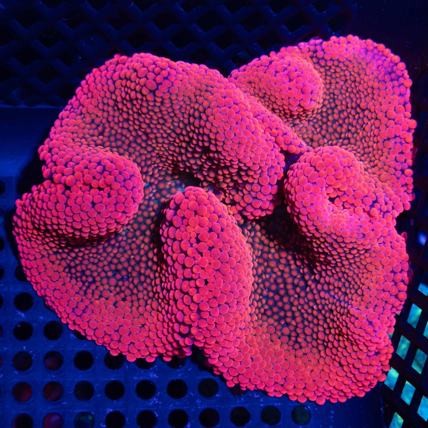 Super Red and Blue Carpet Anemone 6"