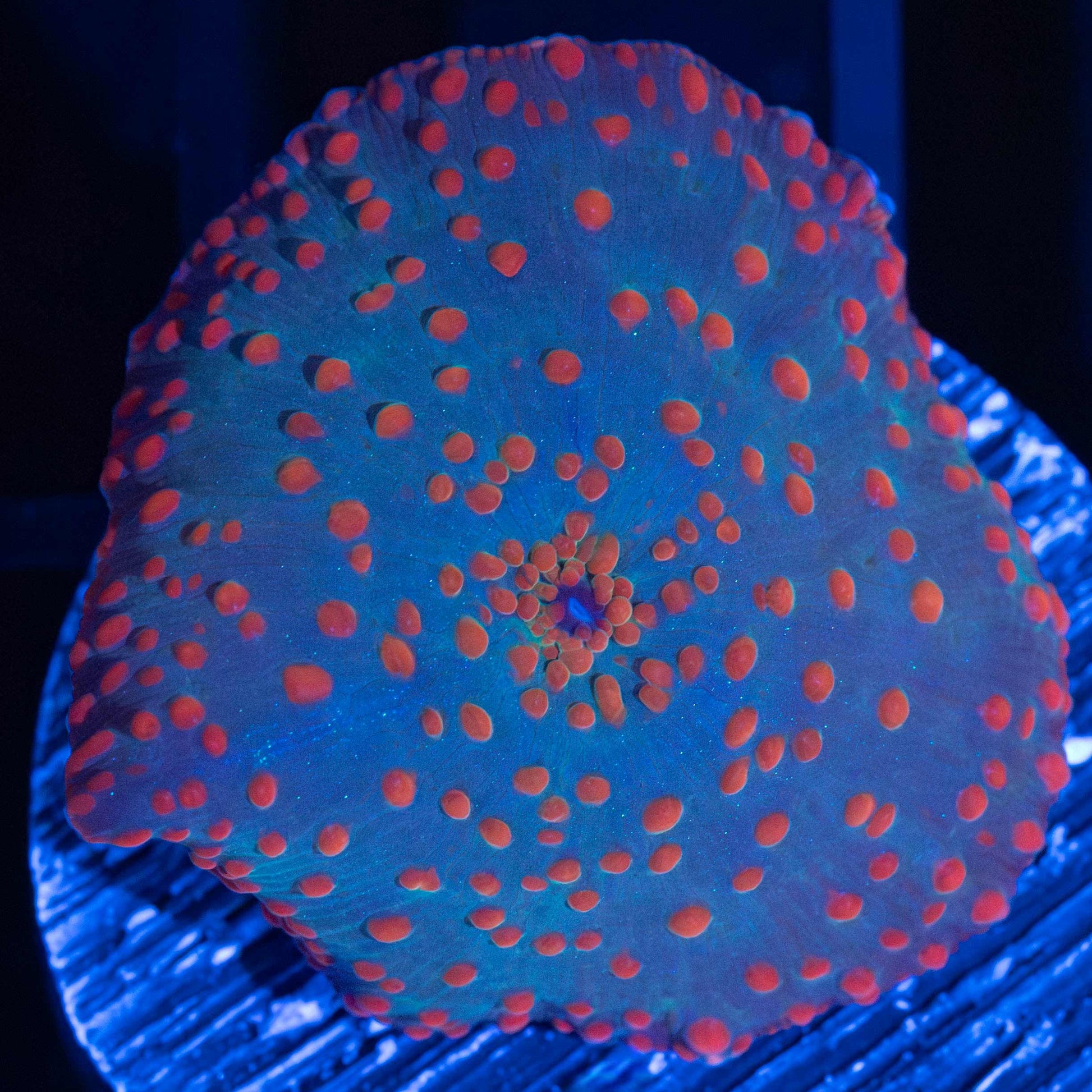 Red Dot Discosoma Mushroom Coral