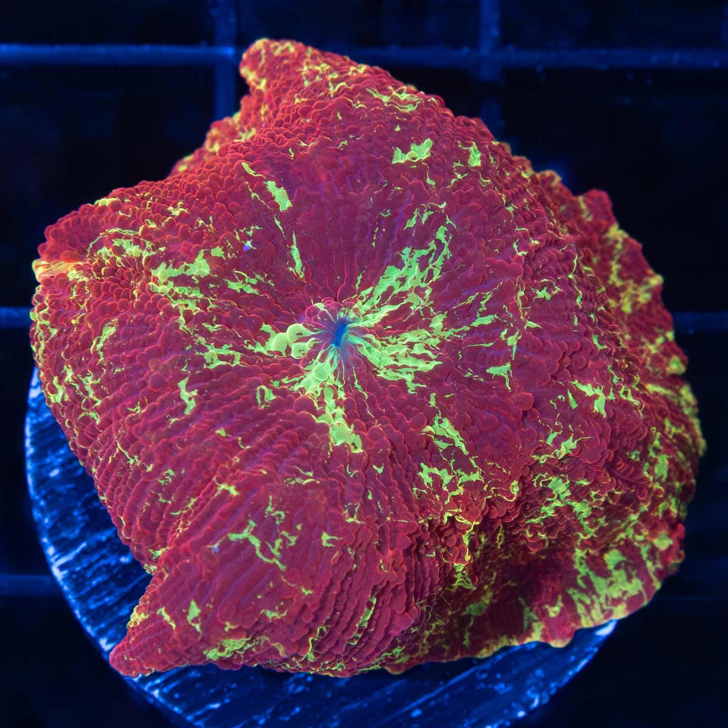 XL Eclectus Mushroom 1.5"+