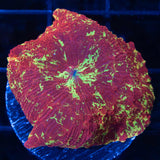 XL Eclectus Mushroom 1.5"+