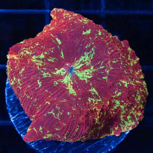 XL Eclectus Mushroom 1.5"+
