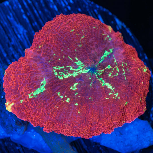 Red Eclectus Mushroom