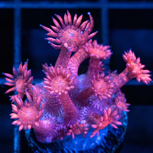 Red Glitter Goniopora