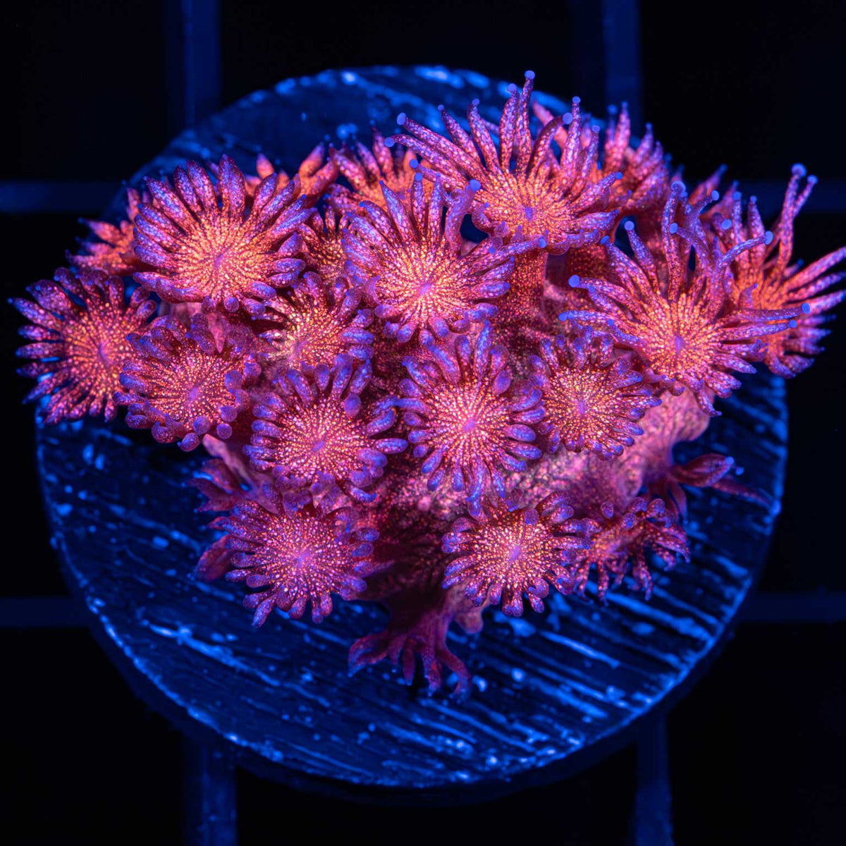 Red Glitter Goniopora Large Frag