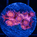 Small Red Glitter Goni