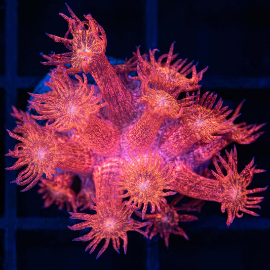 Red Glitter Goniopora