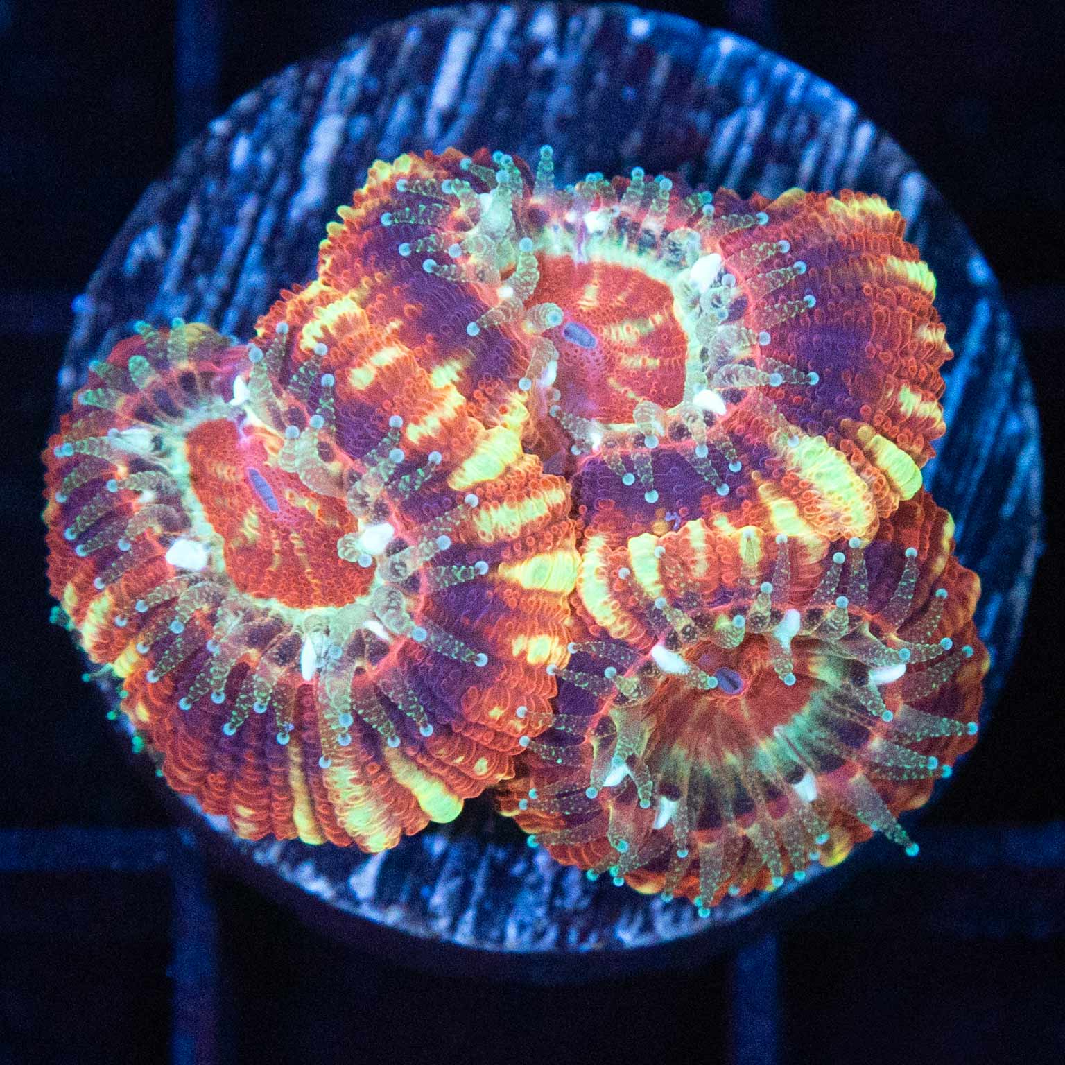 Red Gold Purple Asian Acan (3 Polyps) – Lucky Corals