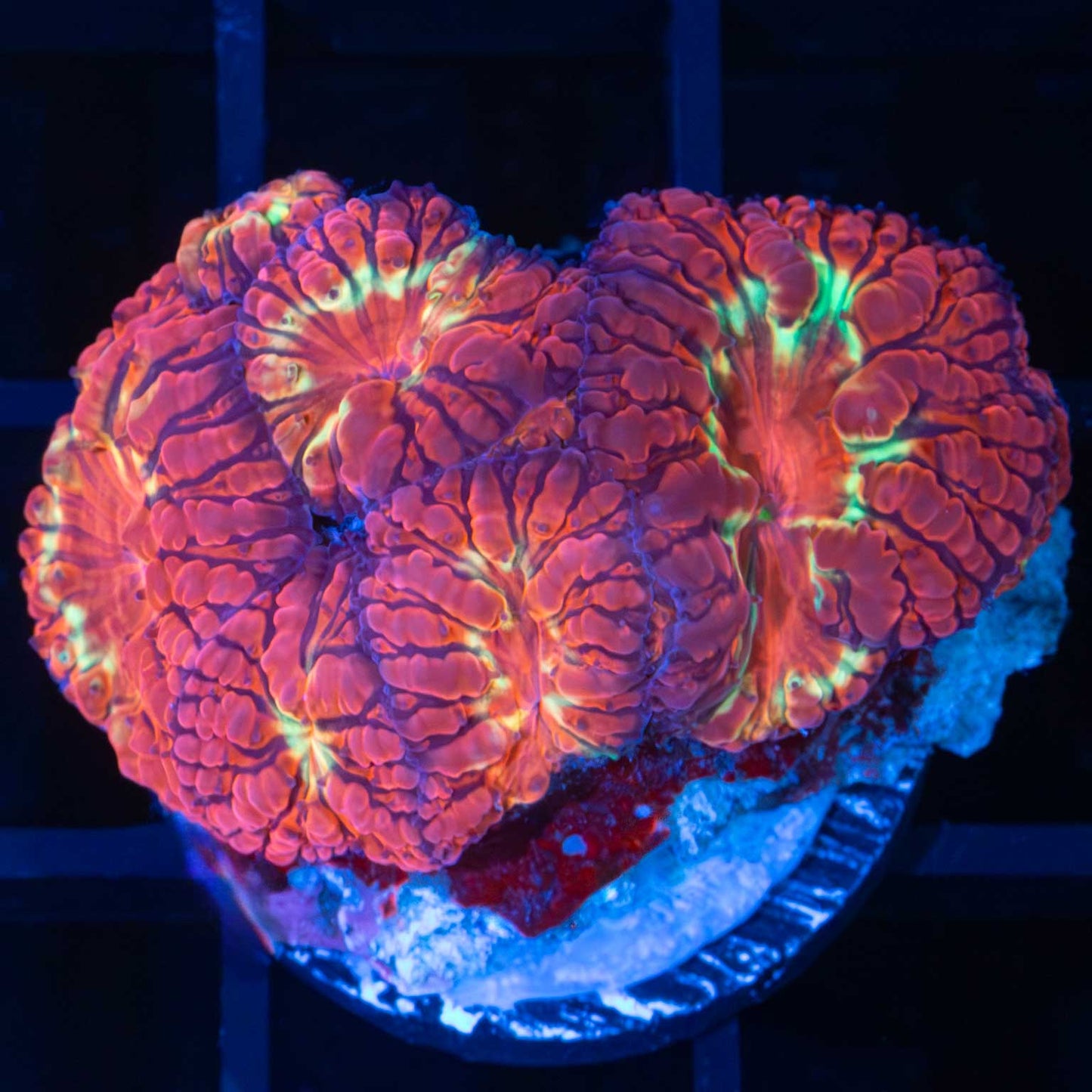 Red Gold Purple Blastomussa Mini Colony