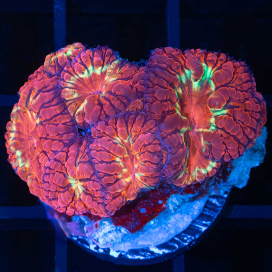 Red Gold Purple Blastomussa Mini Colony