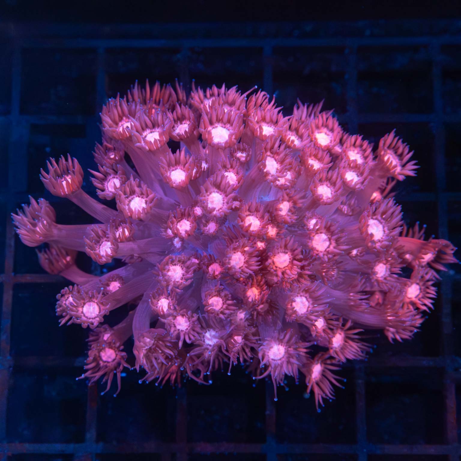 Pink Goni Colony 3"