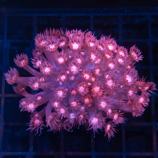 Pink Goni Colony 3"