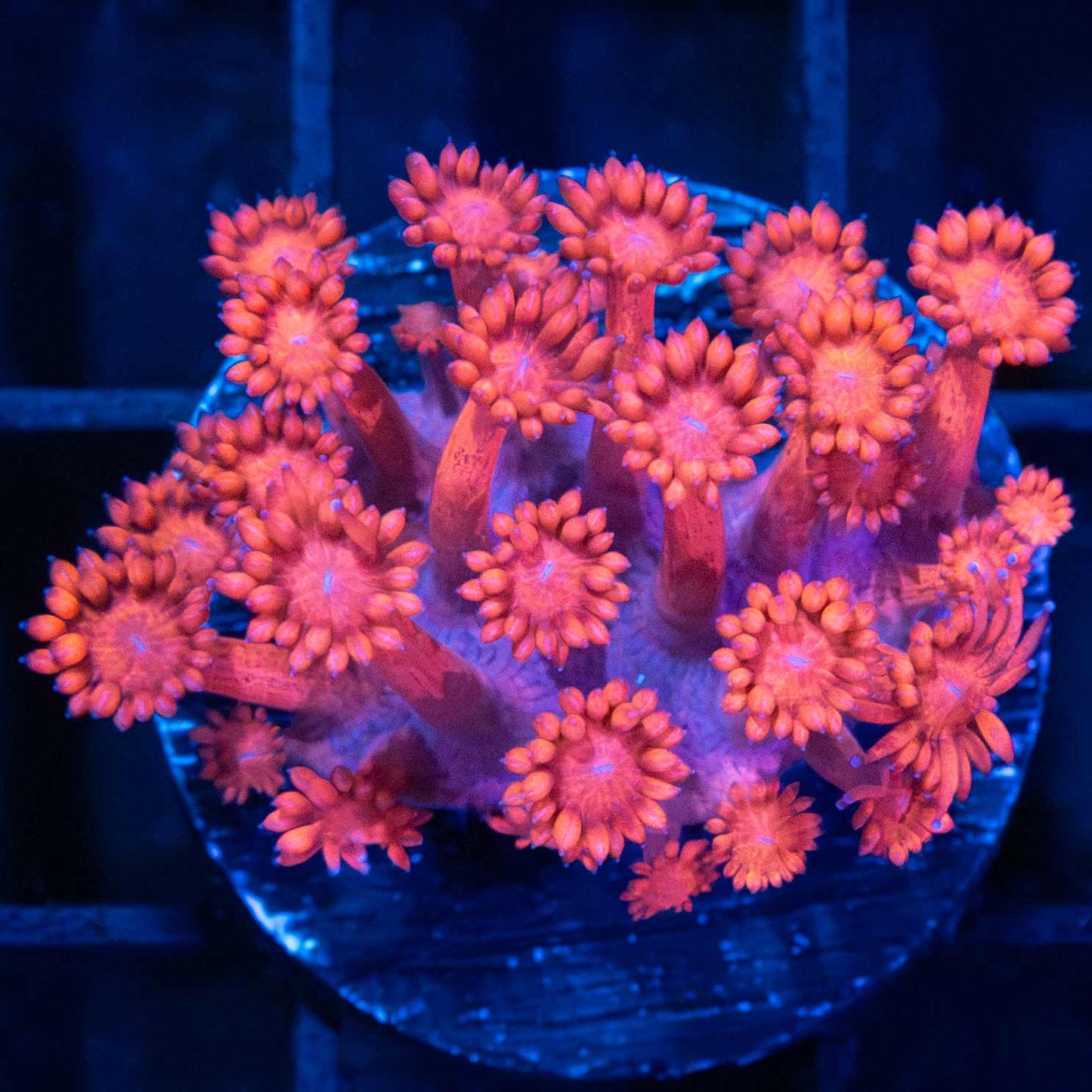Pink Goniopora