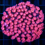 Red Goniopora Colony