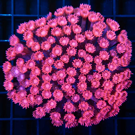 Red Goniopora Colony