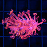 Red Goniopora Coral with blue tips