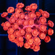 red Goniopora splatter stem