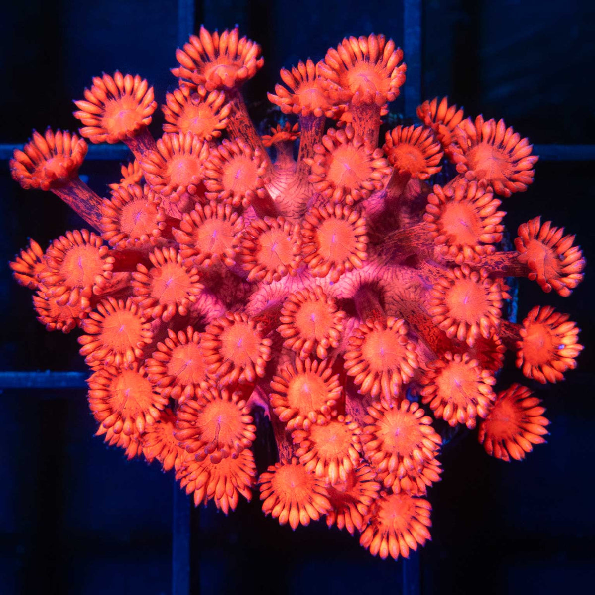 red Goniopora splatter stem