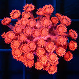 red Goniopora splatter stem