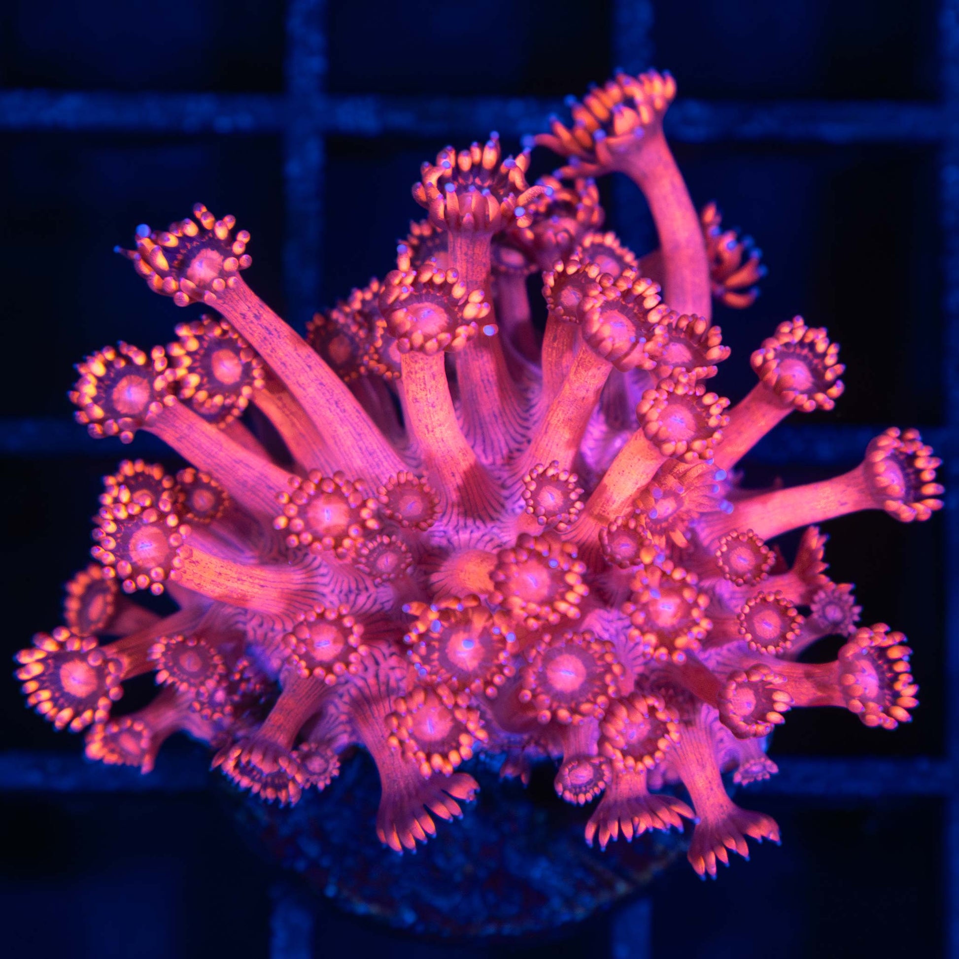 Red Goniopora Coral