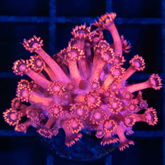 Red Goniopora Coral