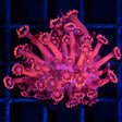 Red Goniopora Frag