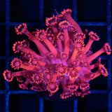 Red Goniopora Frag