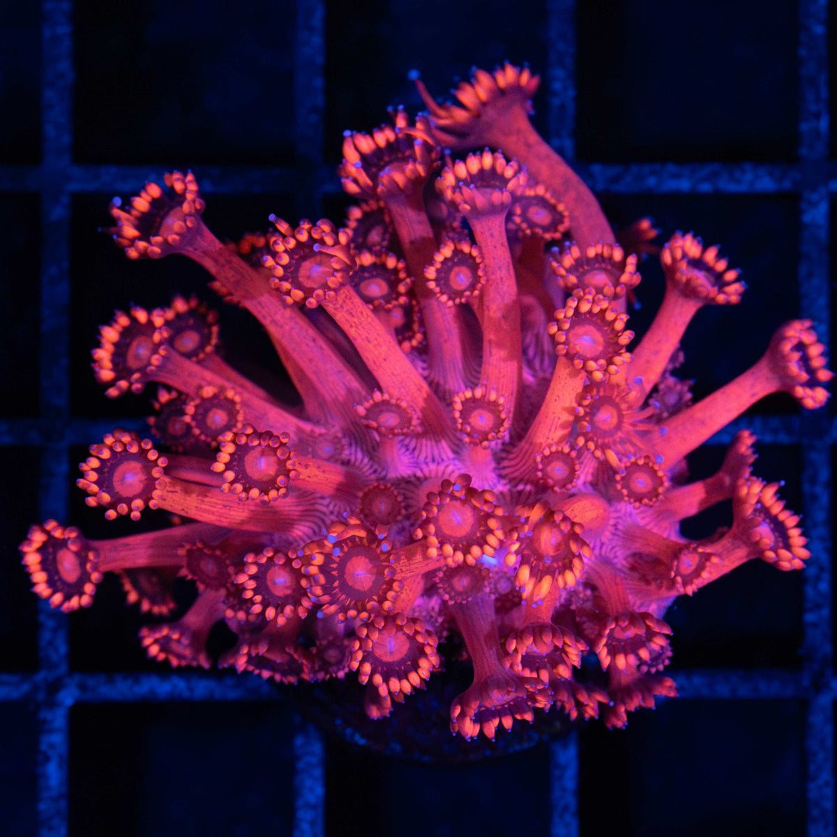 Red Goniopora Frag