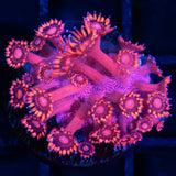 red Goniopora frag