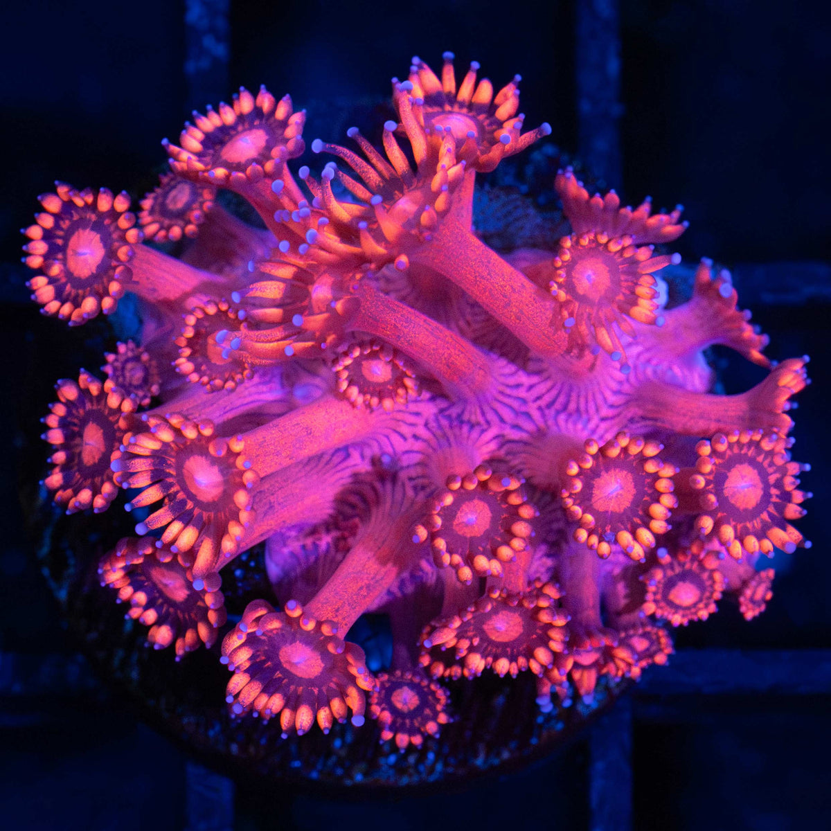 red Goniopora frag